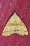 Herminia tarsicrinalis