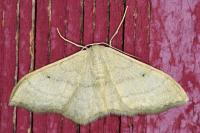 Idaea straminata