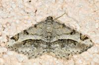 Chiasmia aestimaria