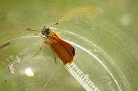 Thymelicus lineola