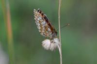 Melitaea athalia
