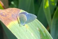 Celastrina argiolus