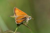 Thymelicus lineola