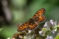 Melitaea athalia