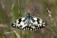 Melanargia galathea