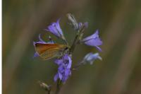Thymelicus sylvestris