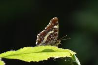 Araschnia levana