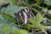 Brintesia circe