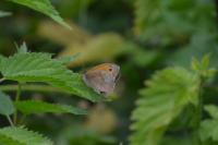 Coenonympha pamphilus