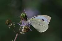 Pieris brassicae