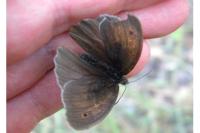 Maniola jurtina