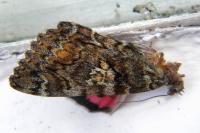 Catocala sponsa
