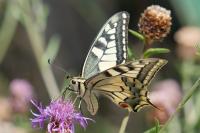 Papilio machaon