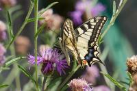 Papilio machaon