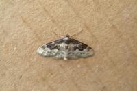 Idaea rusticata