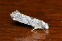 Paraswammerdamia albicapitella
