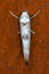 Paraswammerdamia albicapitella
