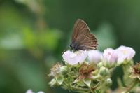 Satyrium ilicis