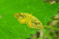 Camptogramma bilineata