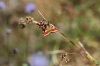 Lythria cruentaria