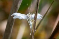 Pterophorus pentadactylus