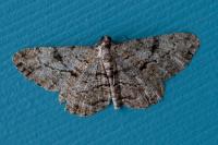 Peribatodes rhomboidaria