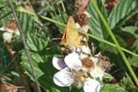 Ochlodes sylvanus