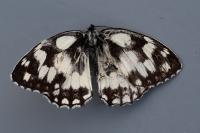 Melanargia galathea