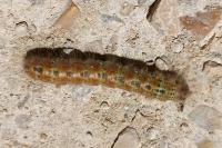 Phalera bucephala