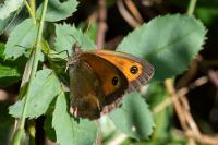Pyronia tithonus