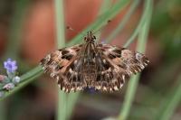 Carcharodus alceae