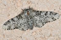 Biston betularia