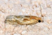 Eucosma cana