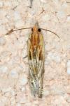 Eucosma cana