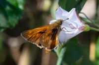 Ochlodes sylvanus