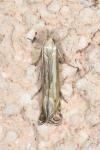 Isophrictis lineatella