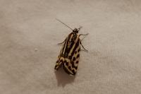 Emmelia trabealis