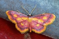 Idaea muricata