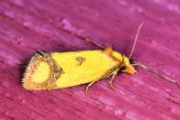 Agapeta zoegana