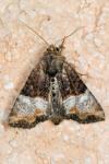 Mesoligia furuncula
