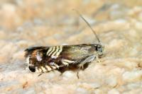 Grapholita compositella