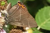 Satyrium w-album
