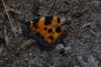 Nymphalis polychloros