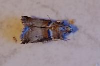 Acrobasis tumidana