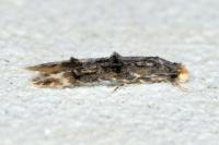 Stenoptinea cyaneimarmorella