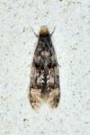 Stenoptinea cyaneimarmorella