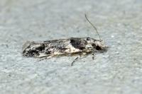 Recurvaria nanella