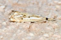 Catoptria falsella