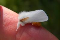 Euproctis chrysorrhoea
