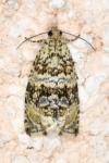 Celypha lacunana